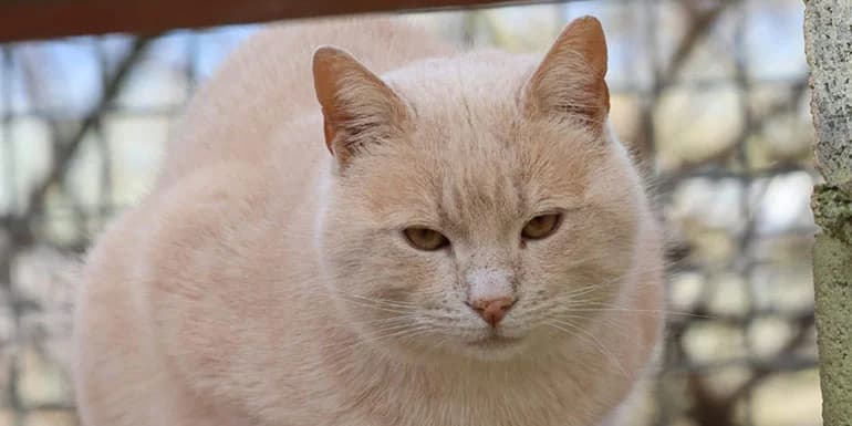 Pudding, male 6yo Mixed Breed for adoption at Protectora d