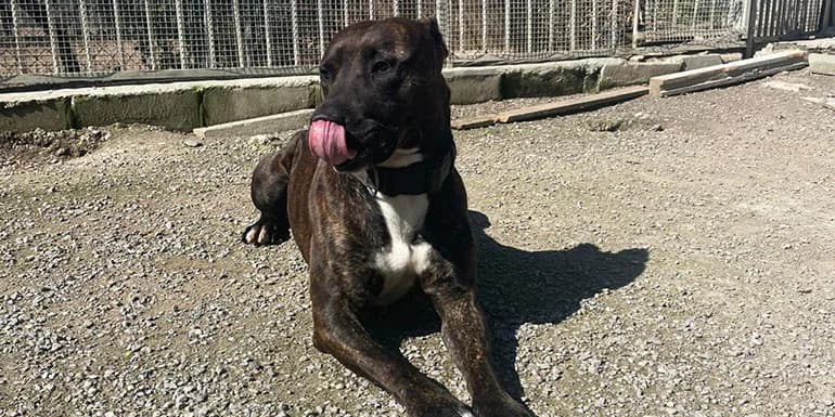 Thor, male 4yo Mixed Breed for adoption at Protectora d