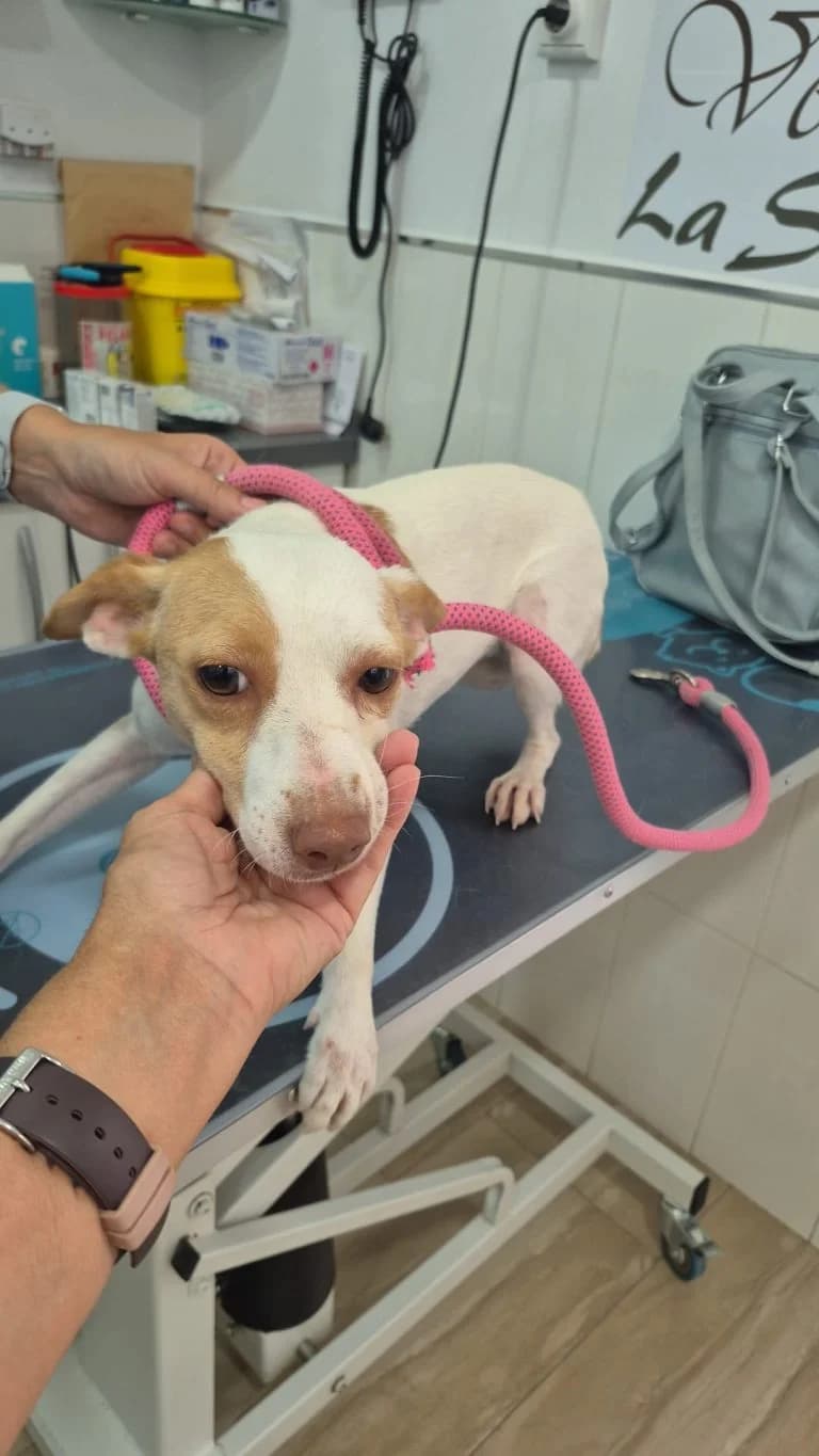 Alexia, rescatada en Rute (08-26), Mixed Breed for adoption at GPAR - Grupo de Protección Animal de Rute