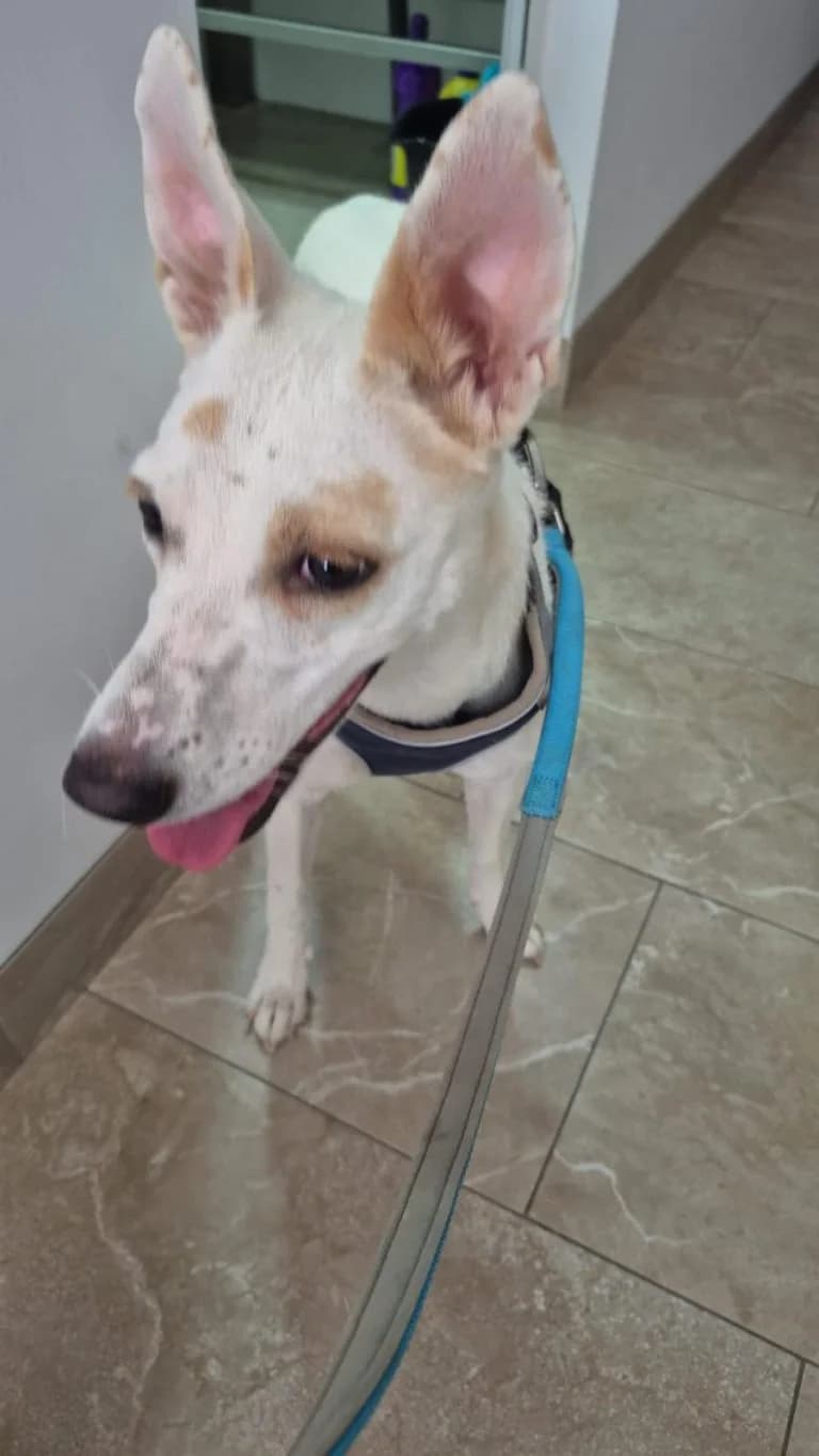 Bimba, rescatado en Zambra (07-2026), Mixed Breed for adoption at GPAR - Grupo de Protección Animal de Rute