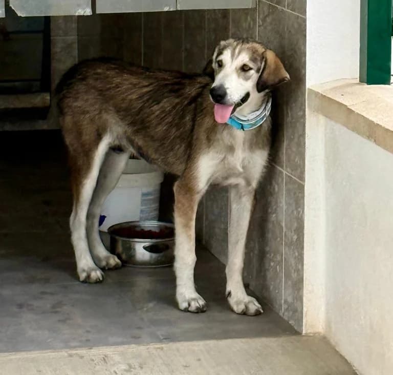 Dolly, rescatada en Algarinejo (09-26), Mixed Breed for adoption at GPAR - Grupo de Protección Animal de Rute