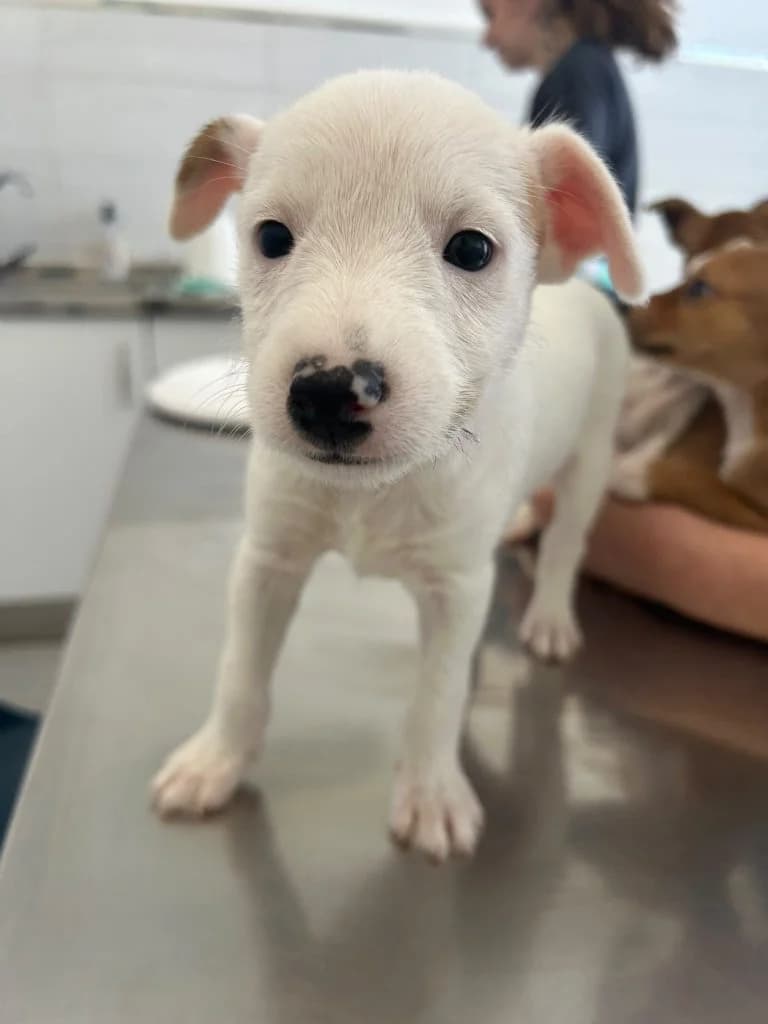Hermes, rescued in Benamejí (06-26), Mixed Breed for adoption at GPAR - Grupo de Protección Animal de Rute