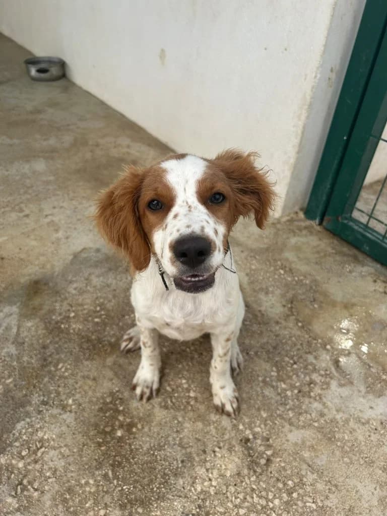 Julio, rescatados en Benameji (06-26), Mixed Breed for adoption at GPAR - Grupo de Protección Animal de Rute
