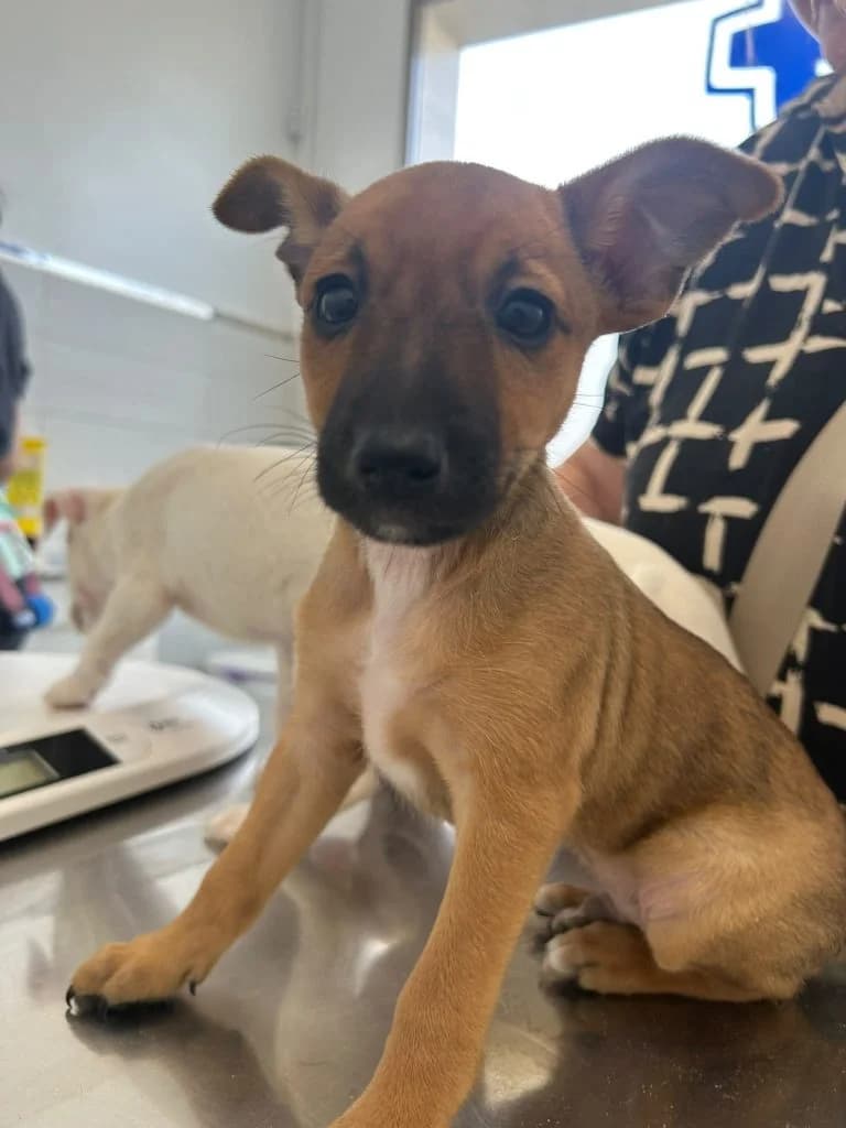 Lago, rescued in Benamejí (06-26), Mixed Breed for adoption at GPAR - Grupo de Protección Animal de Rute