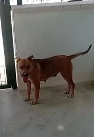 Luna, rescued in Rute (08-26), Mixed Breed for adoption at GPAR - Grupo de Protección Animal de Rute
