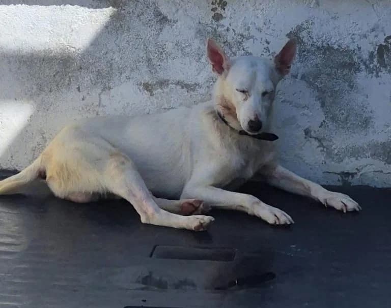 PEGASO, RESCATADO EN BENAMEJI (09-2026), Mixed Breed for adoption at GPAR - Grupo de Protección Animal de Rute