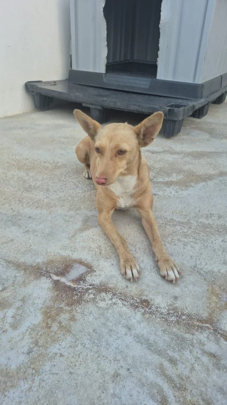 Rubi, rescatado en Rute (07-26), Mixed Breed for adoption at GPAR - Grupo de Protección Animal de Rute