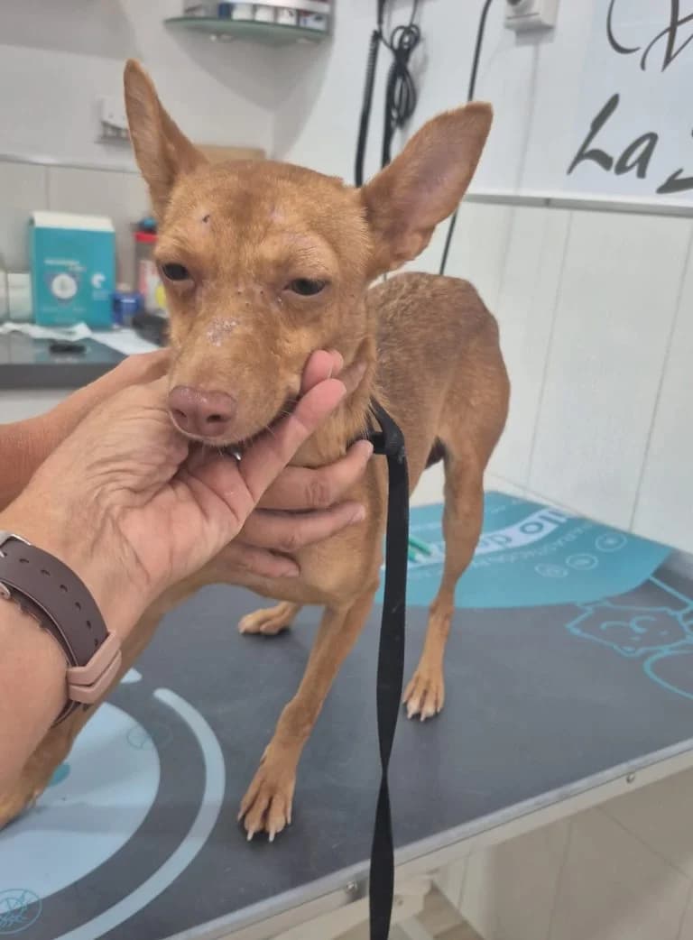 Teja, Rescatada en Benameji (09-26), Mixed Breed for adoption at GPAR - Grupo de Protección Animal de Rute