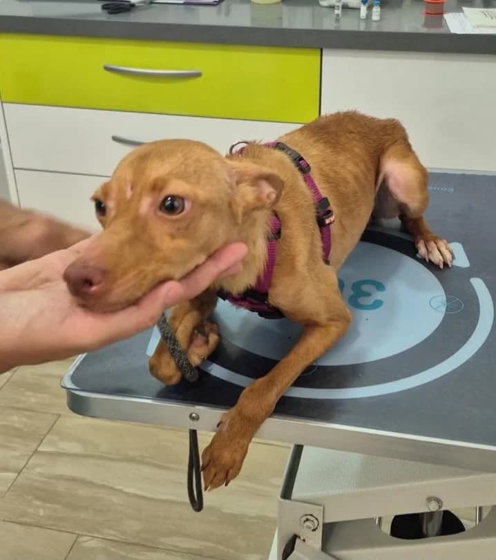 Valeria, rescatada en Rute (07-2026), Mixed Breed for adoption at GPAR - Grupo de Protección Animal de Rute