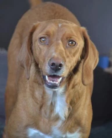 James, male Mixed Breed for adoption at Protectora Vilagarcía de Arosa
