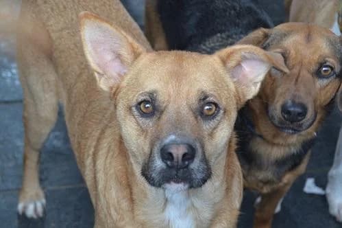 Zipi, male Mixed Breed for adoption at Protectora Vilagarcía de Arosa