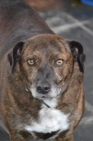 Tocho, male Mixed Breed for adoption at Protectora Vilagarcía de Arosa