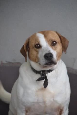 Troy, male Mixed Breed for adoption at Protectora Vilagarcía de Arosa