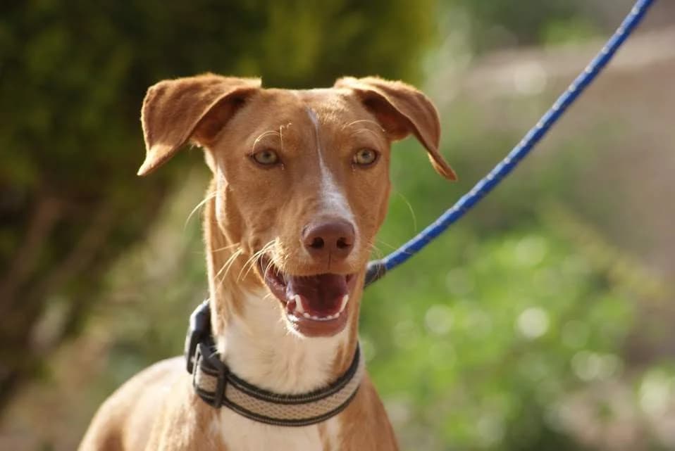 Loli, female puppy Mixed Breed for adoption at Protectora Villena