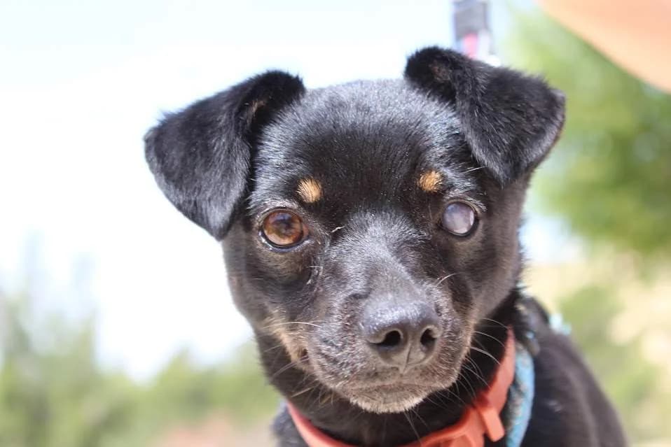 Anael, female puppy Mixed Breed for adoption at Protectora Villena