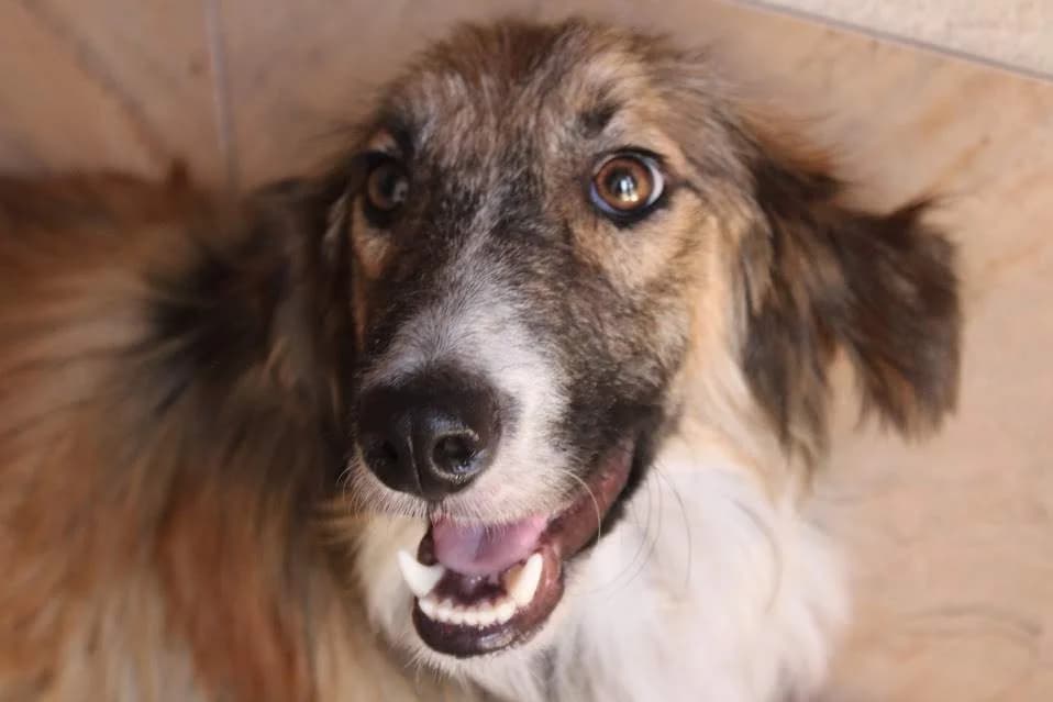 Charly, male puppy Mixed Breed for adoption at Protectora Villena