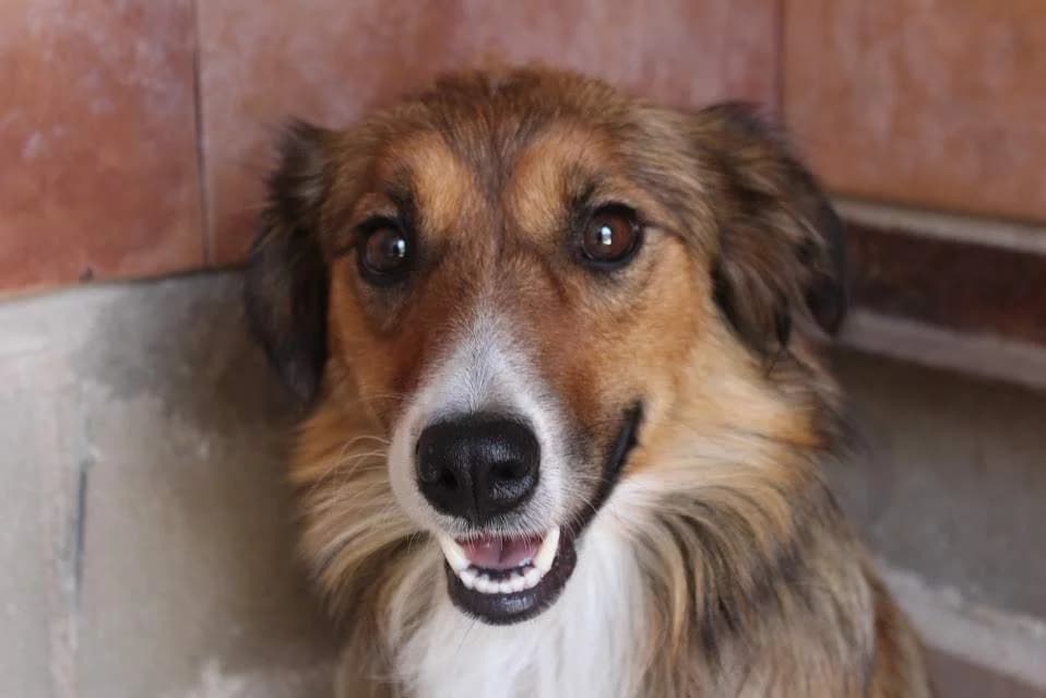 Melanie, female puppy Mixed Breed for adoption at Protectora Villena