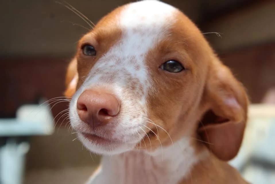 Cole, male puppy Mixed Breed for adoption at Protectora Villena