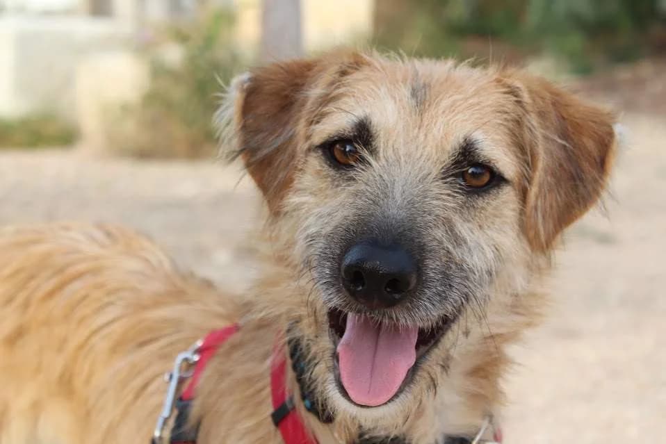 Mei, female puppy Mixed Breed for adoption at Protectora Villena