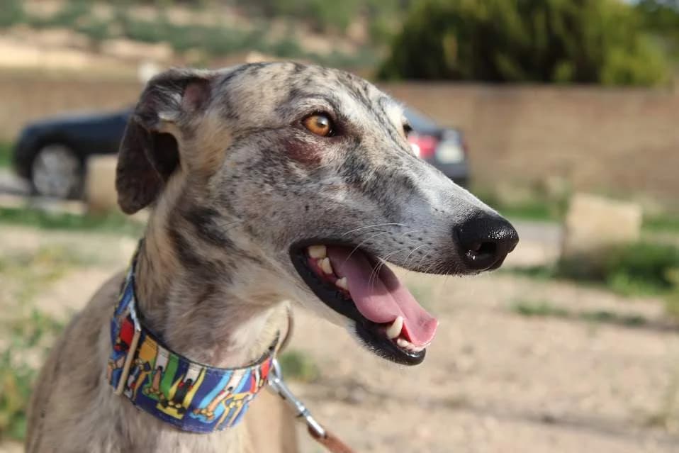 Cleo, female puppy Mixed Breed for adoption at Protectora Villena