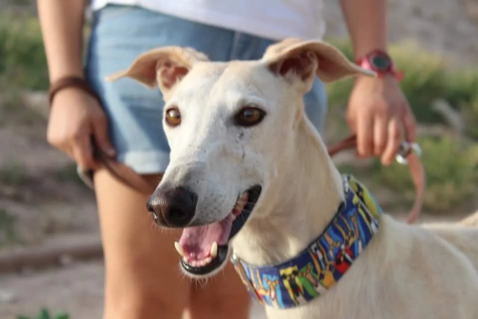 Marco, male puppy Mixed Breed for adoption at Protectora Villena