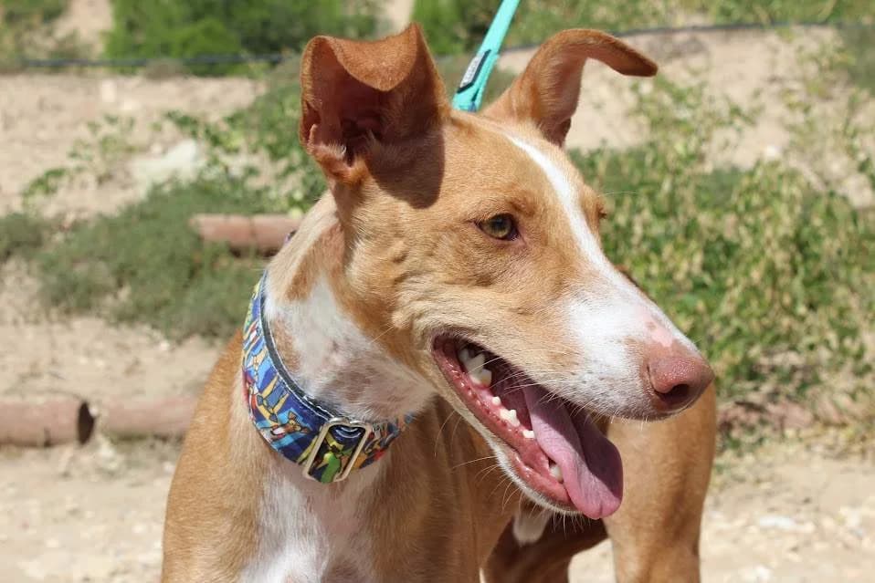 Leiva, male puppy Mixed Breed for adoption at Protectora Villena
