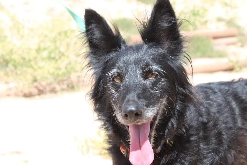 Lalo, male puppy Mixed Breed for adoption at Protectora Villena