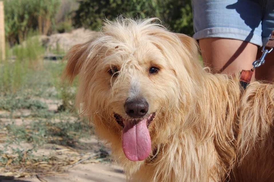 Bertín, male puppy Mixed Breed for adoption at Protectora Villena