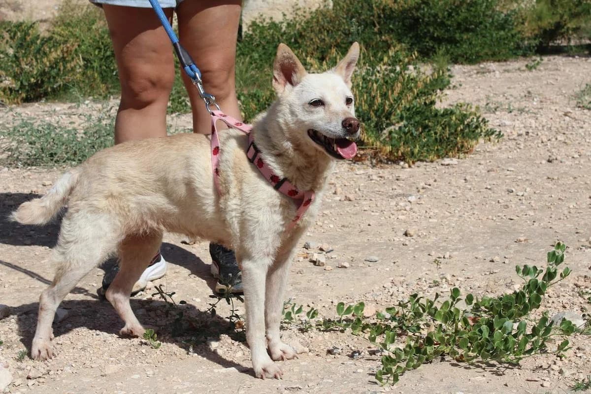 Alcor, female puppy Mixed Breed for adoption at Protectora Villena