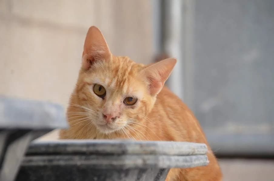 Paso, male 3yo Mixed Breed for adoption at Protectora Villena
