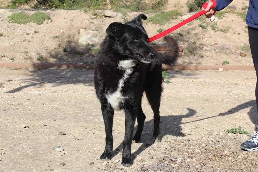 Nerón, male young Mixed Breed for adoption at Protectora Villena
