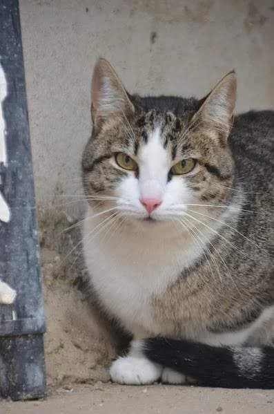 Primavera, female young Mixed Breed for adoption at Protectora Villena