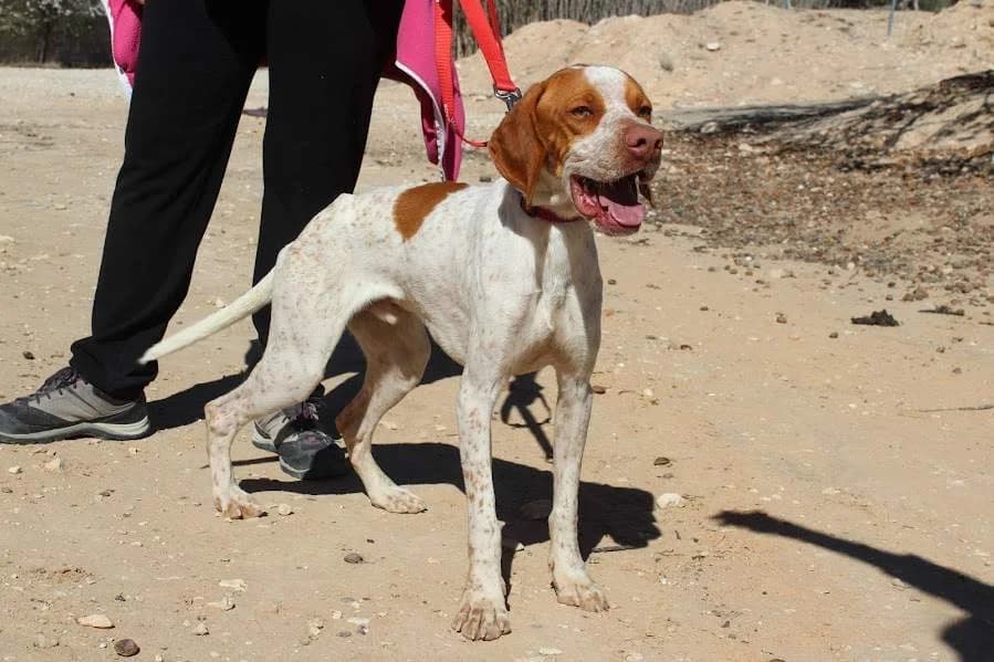 León, female puppy Mixed Breed for adoption at Protectora Villena
