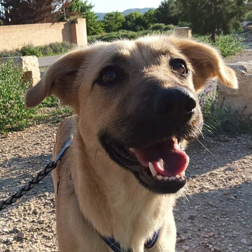 Sally, female puppy Mixed Breed for adoption at Protectora Villena