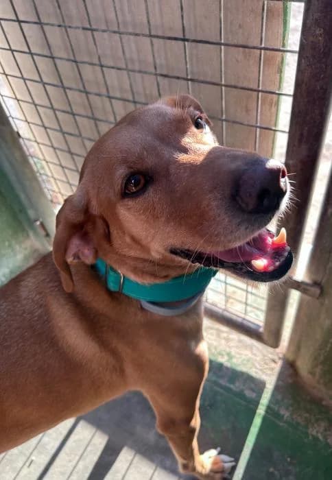 Bunga, male 4yo Mixed Breed for adoption at Protectora del Baix Llobregat