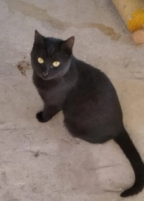 Jeju, male young European Shorthair for adoption at Protectora del Baix Llobregat
