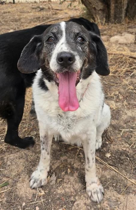 Aika, female senior Mixed Breed for adoption at Protectora del Baix Llobregat