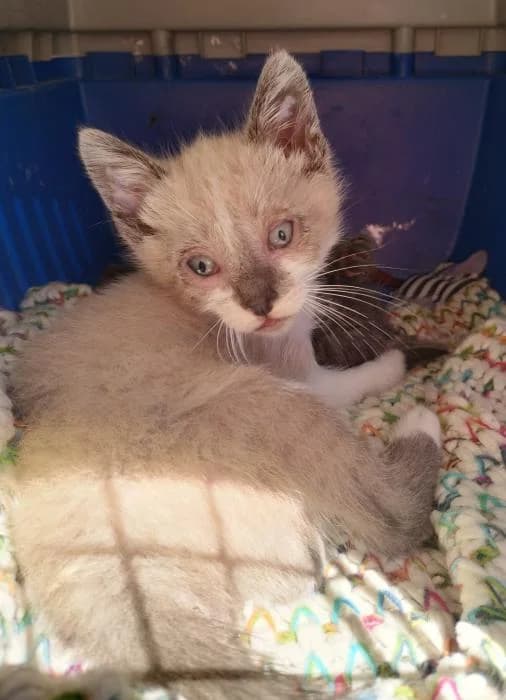 Eric* (caso externo), male puppy European Shorthair for adoption at Protectora del Baix Llobregat