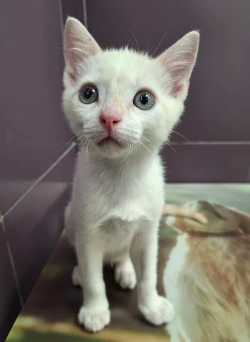 Olimpo, male puppy European Shorthair for adoption at Protectora del Baix Llobregat
