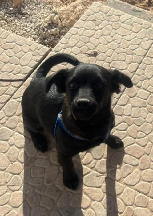 Greta 2* (caso externo), female puppy Mixed Breed for adoption at Protectora del Baix Llobregat