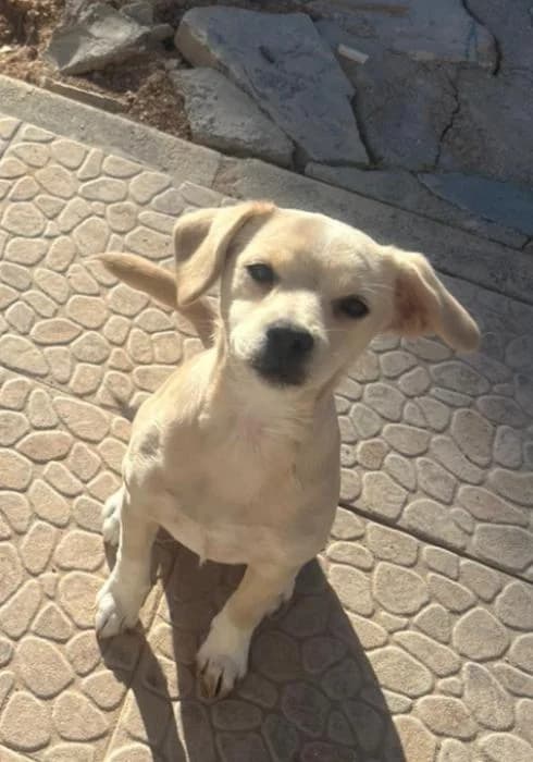 Kala 3* (caso externo), female puppy Mixed Breed for adoption at Protectora del Baix Llobregat