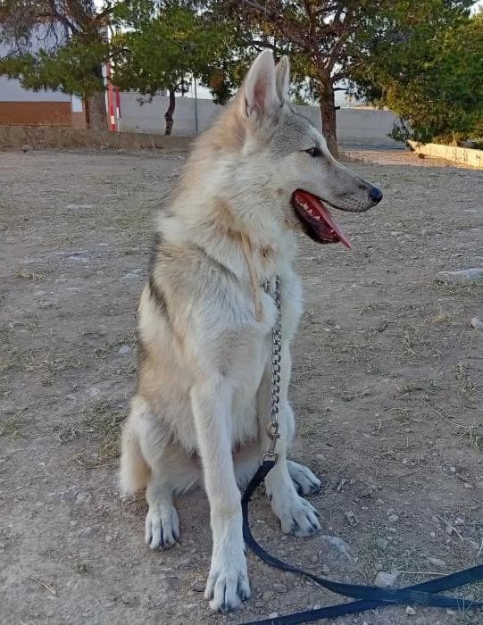 Aegón* (caso externo), male puppy Mixed Breed for adoption at Protectora del Baix Llobregat