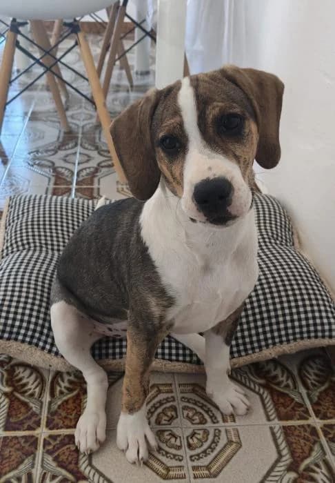 Aura* (caso externo), female puppy Mixed Breed for adoption at Protectora del Baix Llobregat