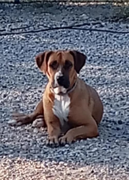 Chita* (caso externo), female young Mixed Breed for adoption at Protectora del Baix Llobregat