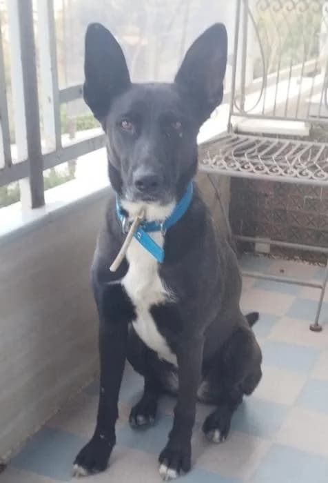 Kiara 7* (caso externo), female 3yo Belgian Malinois for adoption at Protectora del Baix Llobregat