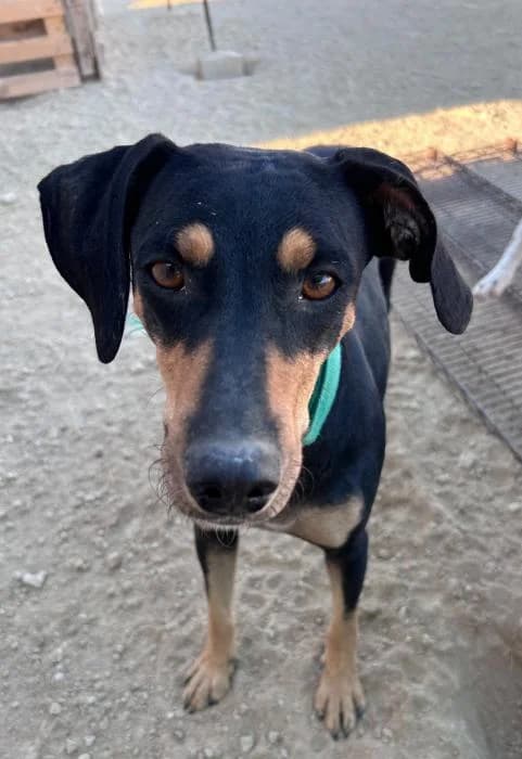 Duna 6, female 4yo Mixed Breed for adoption at Protectora del Baix Llobregat