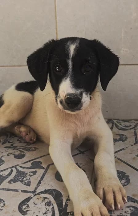 Pelayo, male puppy Mixed Breed for adoption at Protectora del Baix Llobregat