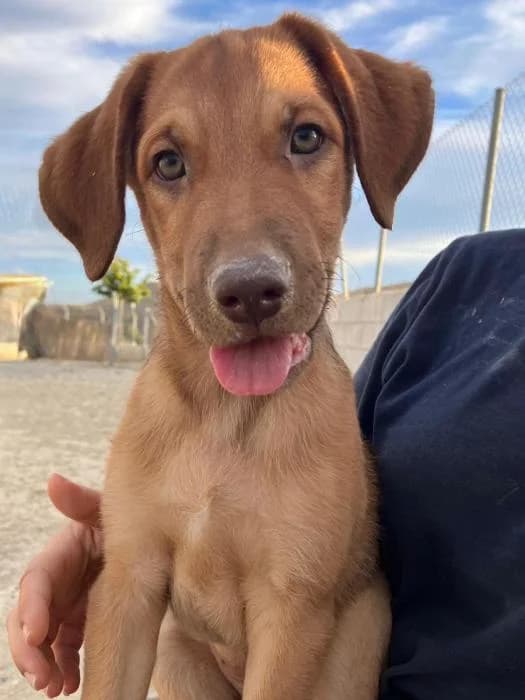 DΓ‘til 2, female puppy Mixed Breed for adoption at Protectora del Baix Llobregat