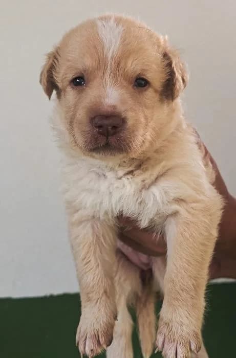 Candela 2, female puppy Mixed Breed for adoption at Protectora del Baix Llobregat