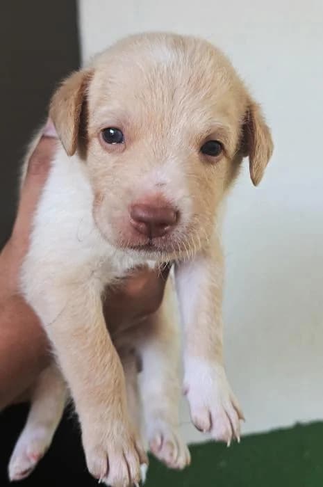 Mila 2, female puppy Mixed Breed for adoption at Protectora del Baix Llobregat